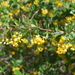 Berberis hispanica - Photo no rights reserved, uploaded by Quentin Groom