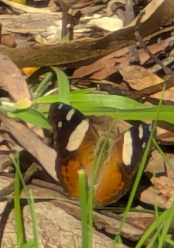 Yellow Admiral