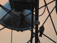 Toxostoma curvirostre