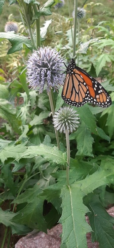 Monarch