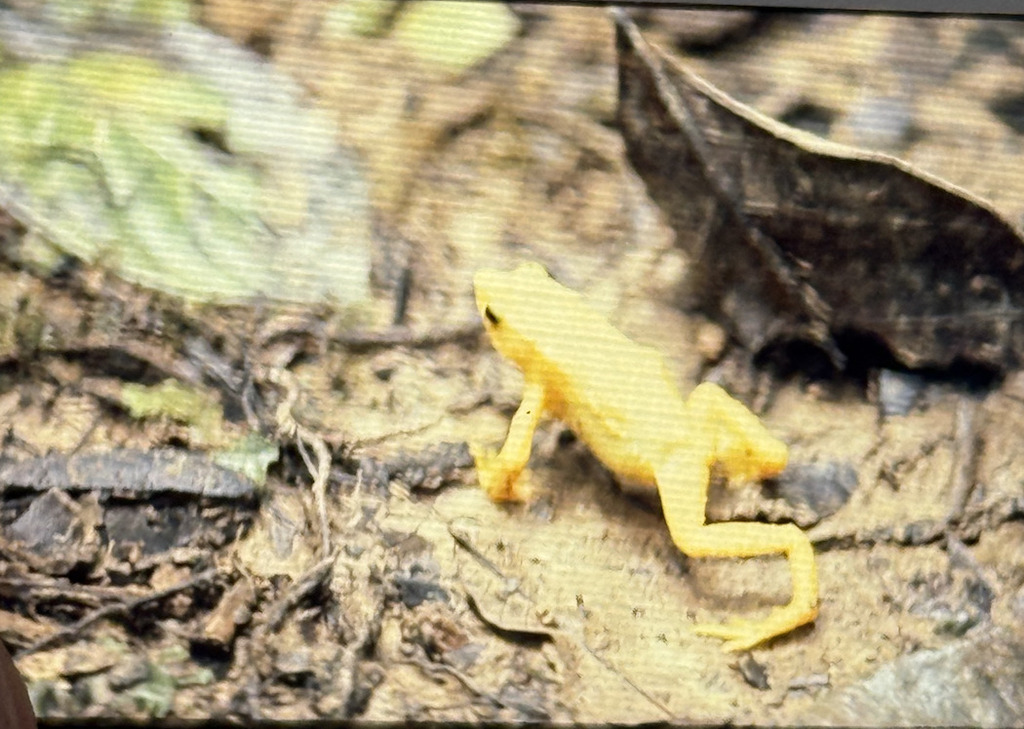 Venezuelan Yellow Frog