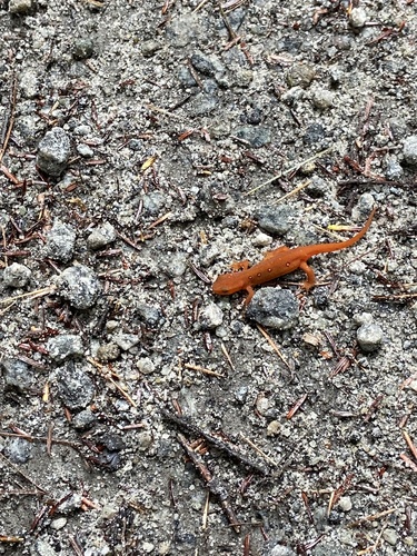 Eastern Newt