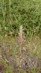 Anacamptis sancta