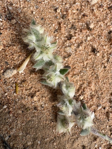 Maireana sclerolaenoides, 2026-09-13
