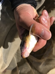 Catostomus occidentalis