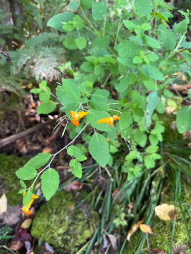 common jewelweed