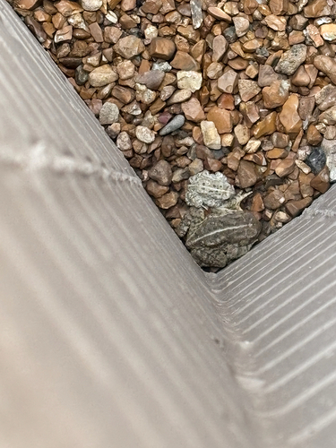 Woodhouse's Toad