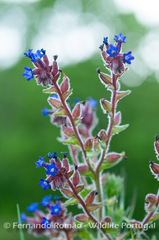 Anchusa undulata granatensis