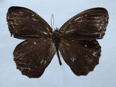Taygetina oreba
