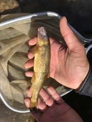 Catostomus occidentalis