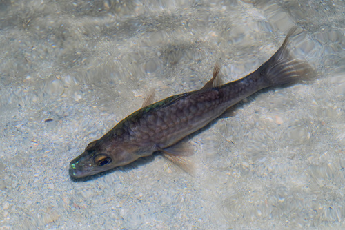 Cheilodipterus singapurensis observed 2026-09-11