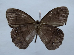 Taygetina oreba