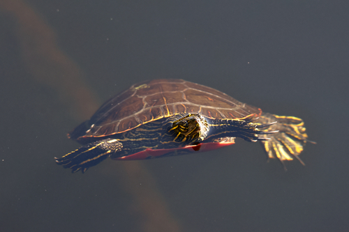 Western Painted Turtle
