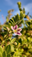 Lycium chilense