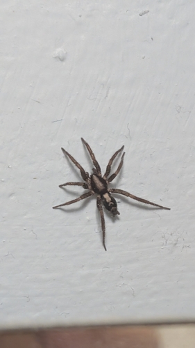 Eastern Parson Spider