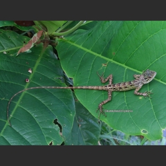 Calotes versicolor