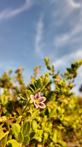 Lycium chilense, photograph 2