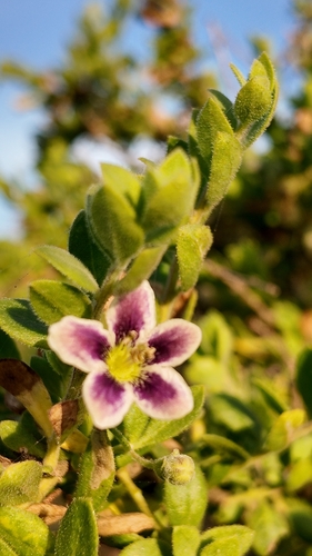 Lycium chilense, photograph 3