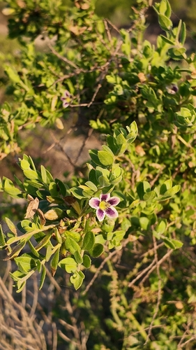 Lycium chilense, photograph 4