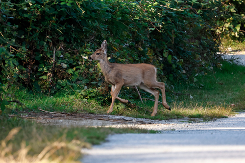 Mule Deer