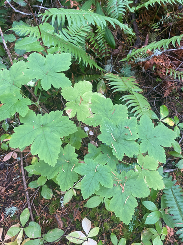 Tiarella trifoliata, photograph 6