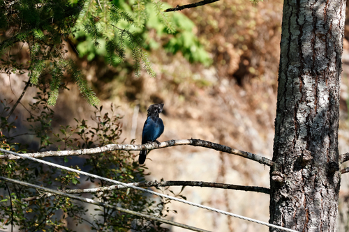 Steller's Jay