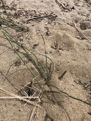 Equisetum × trachyodon