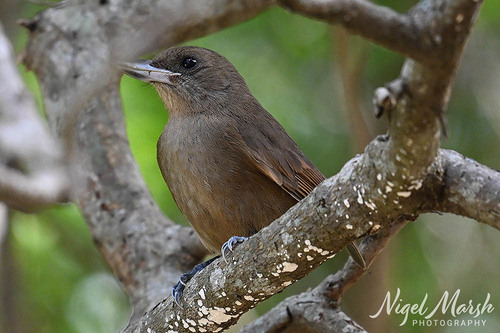 Clytorhynchus pachycephaloides observed 2026-09-10