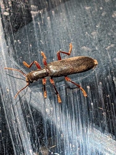 iNaturalist observation photo of Lecontella