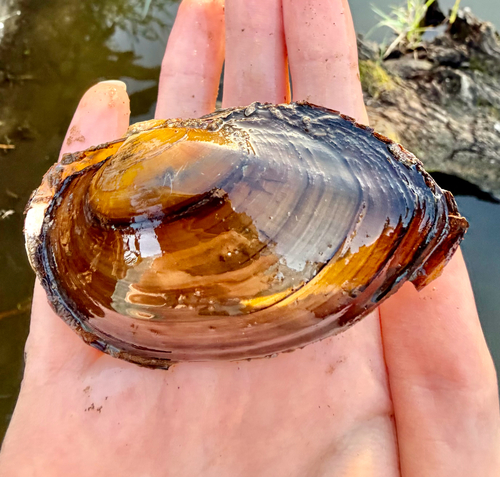 Giant Floater