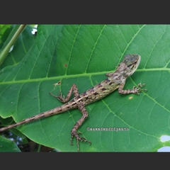 Calotes versicolor