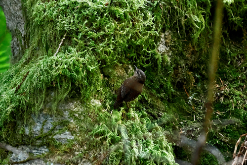 Pacific Wren