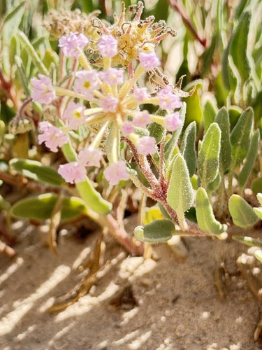 Abronia angustifolia, photograph 2