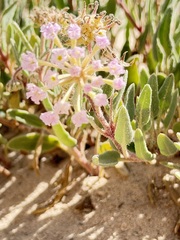 (c) Alex Doyle, some rights reserved (CC BY) Abronia angustifolia, photograph (c) Alex Doyle, some rights reserved (CC BY)