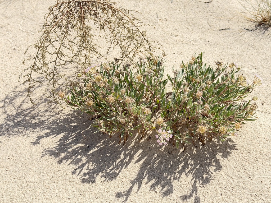 Abronia angustifolia; photograph (c) Alex Doyle, some rights reserved (CC BY)