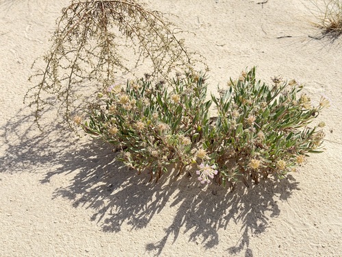 Abronia angustifolia