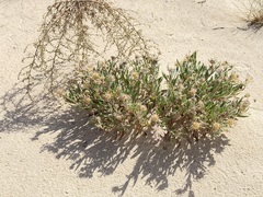 Abronia angustifolia