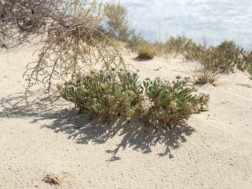 Abronia angustifolia, photograph 1