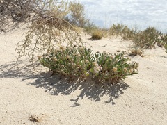 (c) Alex Doyle, some rights reserved (CC BY) Abronia angustifolia, photograph (c) Alex Doyle, some rights reserved (CC BY)
