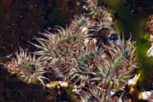 Aggregating Anemone