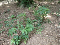 (c) W Rao, some rights reserved (CC BY) Magnolia obovata, photograph (c) W Rao, some rights reserved (CC BY)