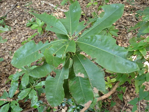 Magnolia obovata, photograph 1