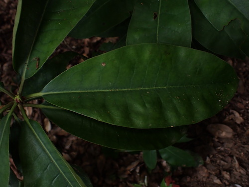 Magnolia obovata, photograph 3
