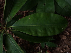 (c) W Rao, some rights reserved (CC BY) Magnolia obovata, photograph (c) W Rao, some rights reserved (CC BY)