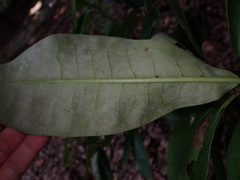 (c) W Rao, some rights reserved (CC BY) Magnolia obovata, photograph (c) W Rao, some rights reserved (CC BY)