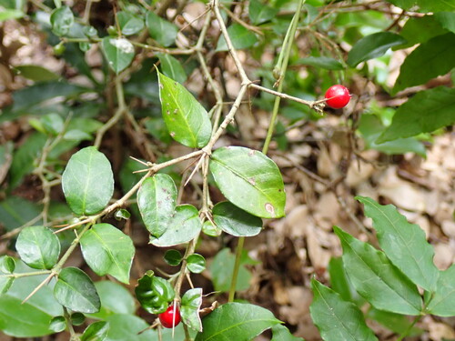 Damnacanthus indicus