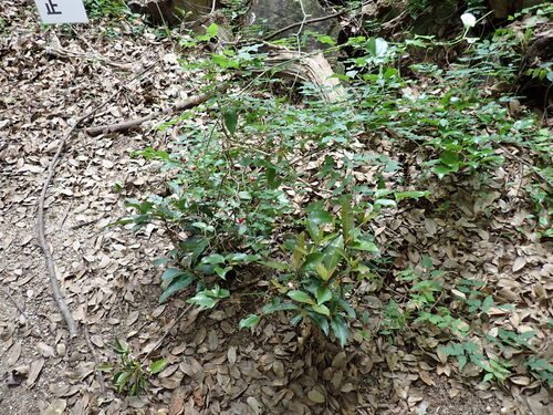 Damnacanthus indicus, photograph 1
