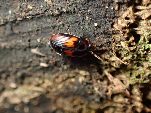 Platydema subfascia, 2026-07-16