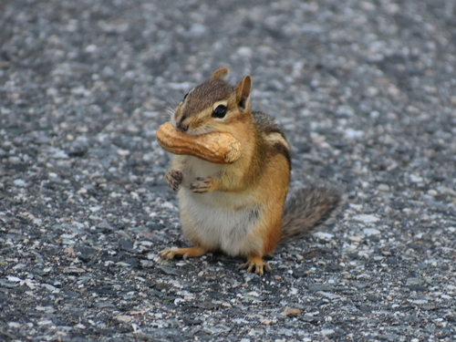 Eastern Chipmunk photographed in Rhode Island