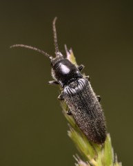 Hemicrepidius niger